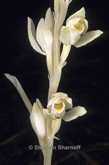 cephalanthera austiniae 3 graphic